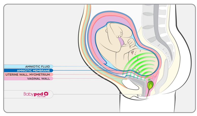 Illustration for article titled Do you want your baby to become a genius by listening to Mozart in utero*?